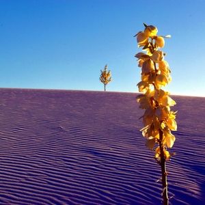 Private Bundle of Artwork for Shawn